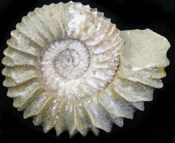 Pavlovia Ammonite Fossil - Siberia #29749